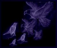 Adler schlägt Amsel - Bild von Ara (Zum Vergrößern anklicken!)